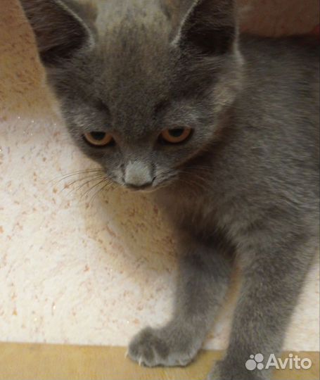 Котята в добрые руки бесплатно мальчик