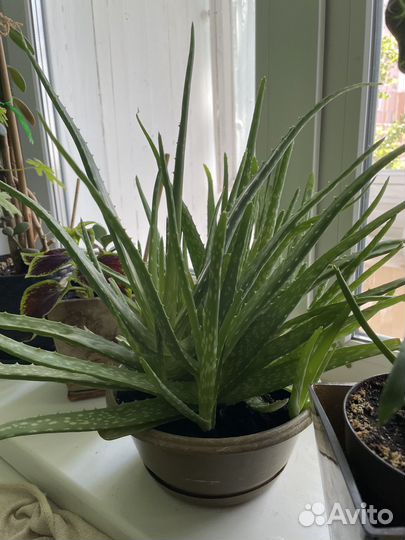 Комнатные растения цветы