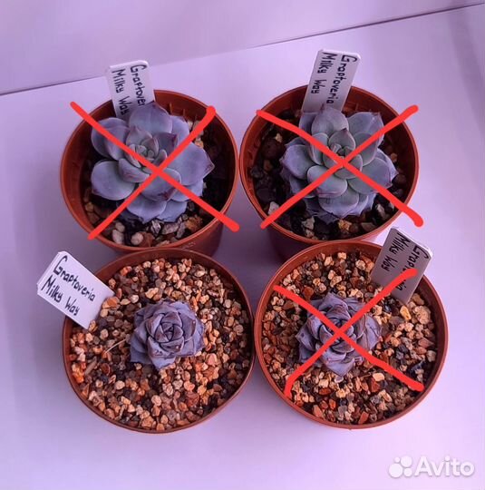 Суккуленты и кашпо