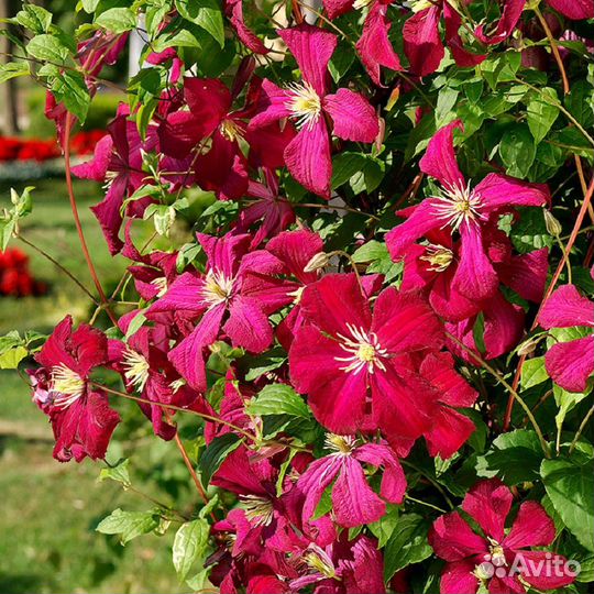Клематисы