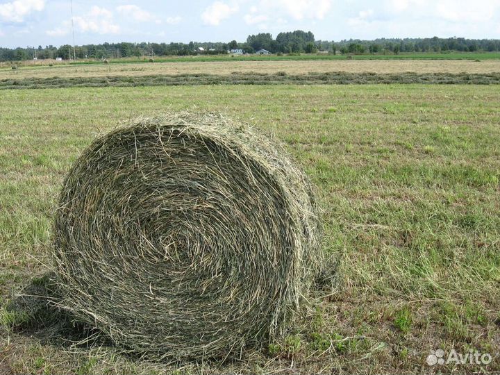 Продам Сено в рулонах