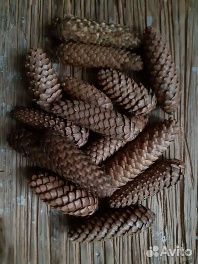 Шишки разные для декора и творчества