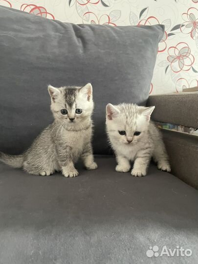 Шатланские котята