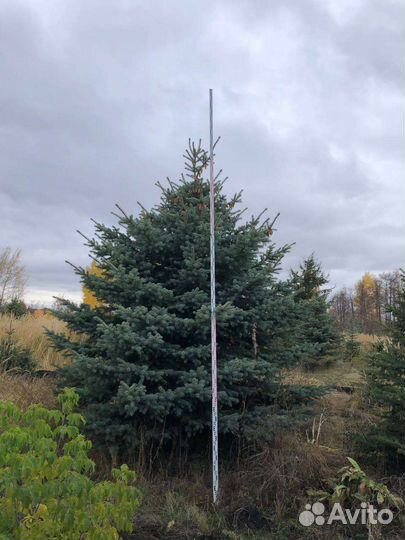 Голубая Ель