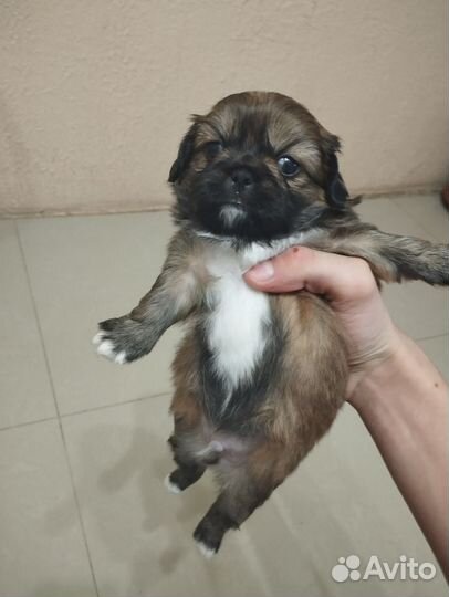 Собака