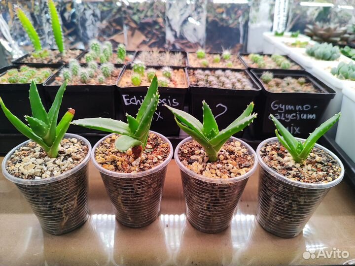 Алоэ митриформис (детки)