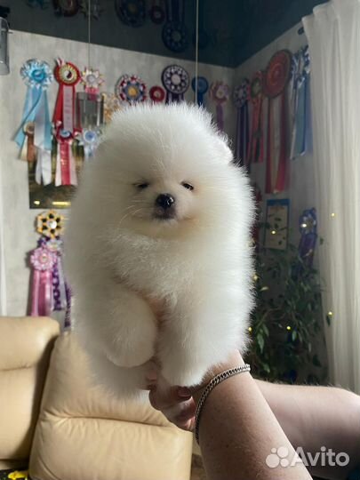 Минимишки