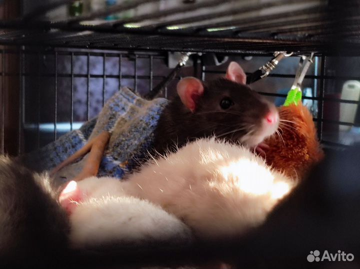 Крыса дамбо