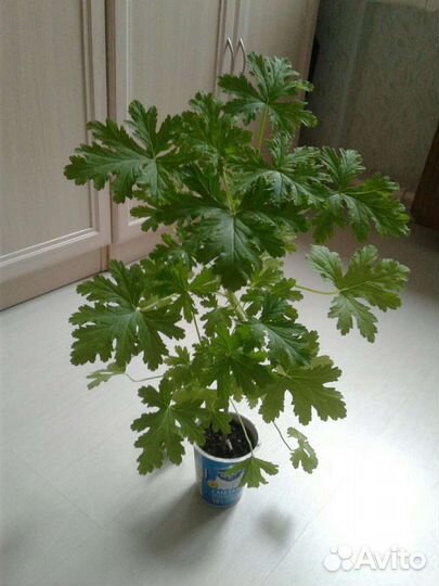 Герань душистая