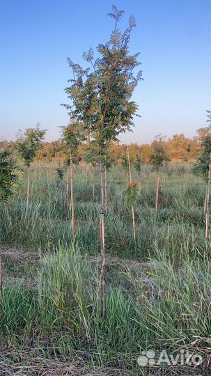 Деревья клён рябина липа