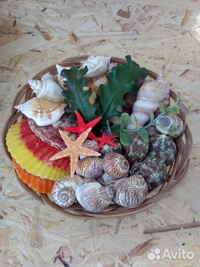 Морские ракушки