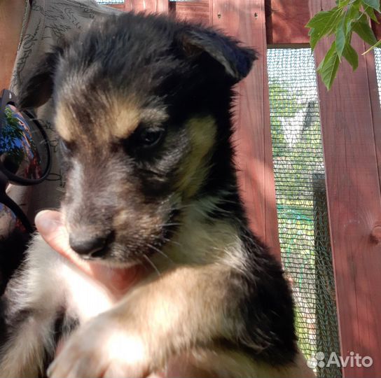 Щенки,дворяне