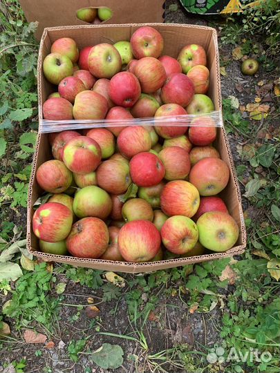 Яблоки Рутульские