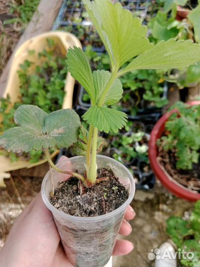 Саженцы супер крупной и сладкой клубники Лорд, зкс