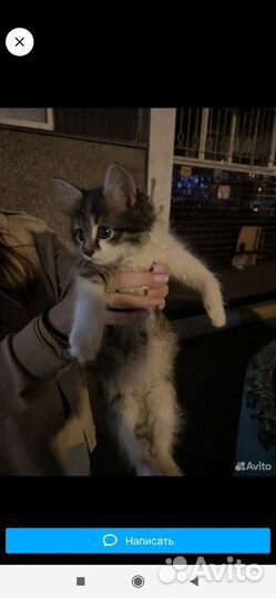 Котята в добрые руки