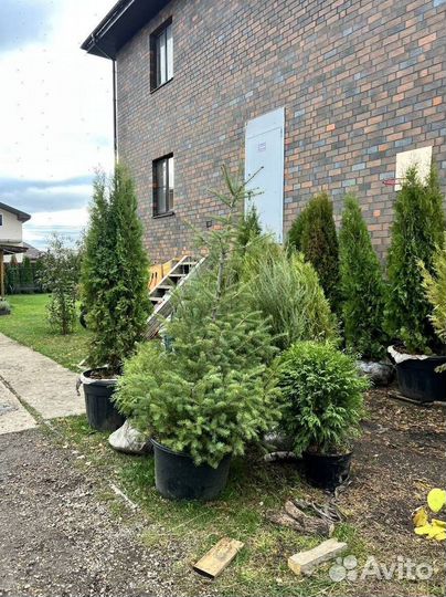 Туя с гарантией приживаемости