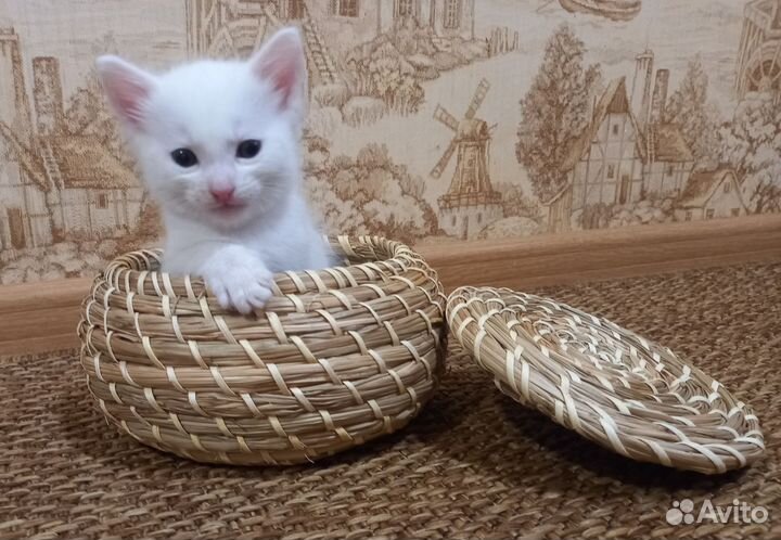 Котенок в добрые руки