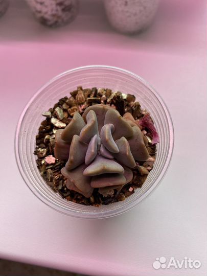 Эхеверия кубик фрост