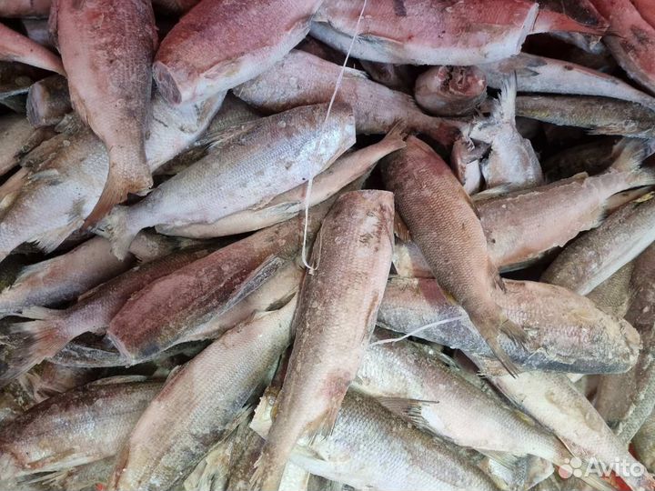Пыжьян без головы свежемороженый