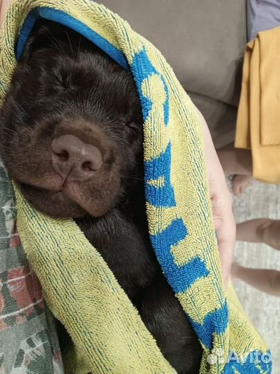 Щенки лабрадора шоколадные