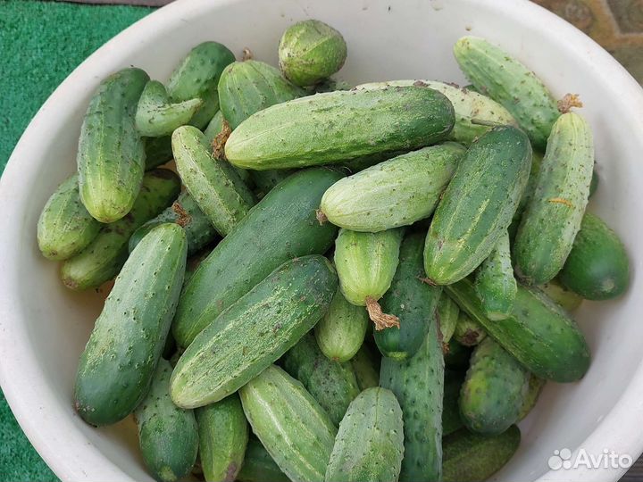 Огурцы свежие домашние