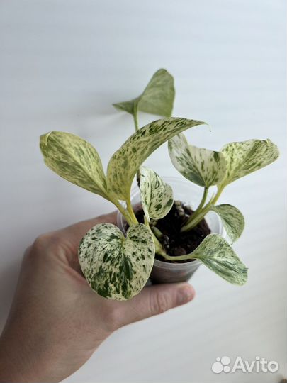 Сциндапсус марбл квин