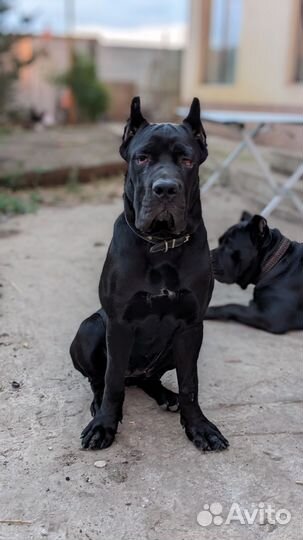 Кане Корсо щенки