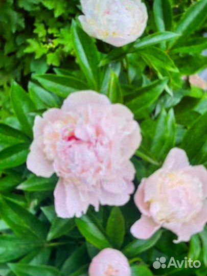 Пион клубни