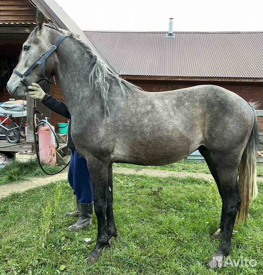 Орловские рысаки