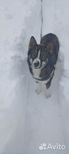 Метис Хаски