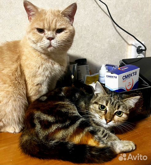 Кошка