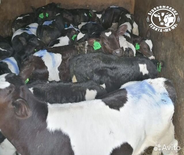 Телята бычки