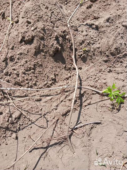 Виноград девичий укорененный декоративный