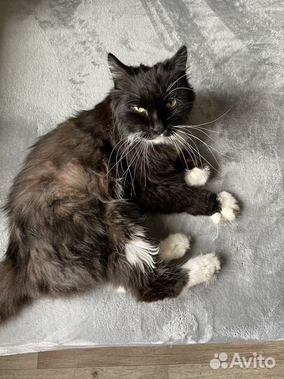 Кот