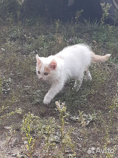 Котята бесплатно