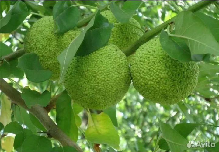 Маклюра адамово яблоко