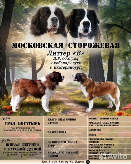 Щенки московской сторожевой