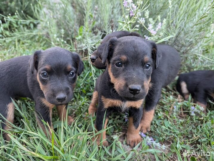 Щенки ягдтерьера