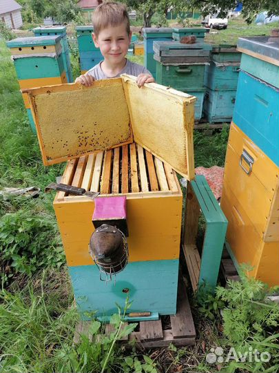 Пчелопакеты, семьи