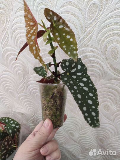 Бегония Макулата