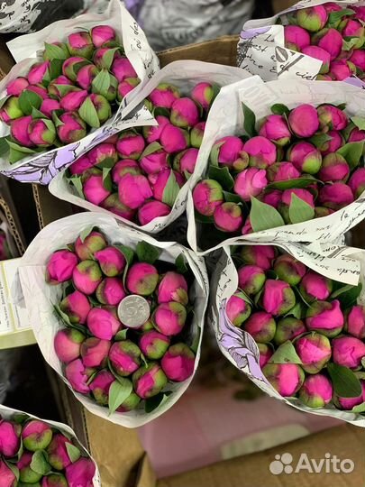 Розы, цветы