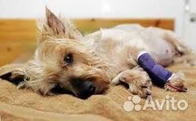 Ветеринарный врач на дом