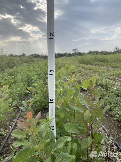 Сеянцы скумпии