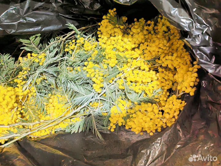 Мимоза букет