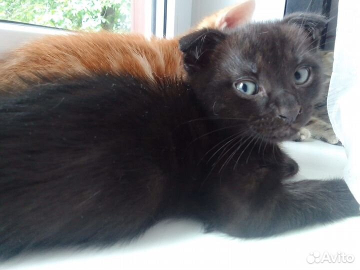 Котята в добрые руки бесплатно