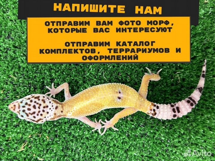 Эублефар Геккон с комплектом