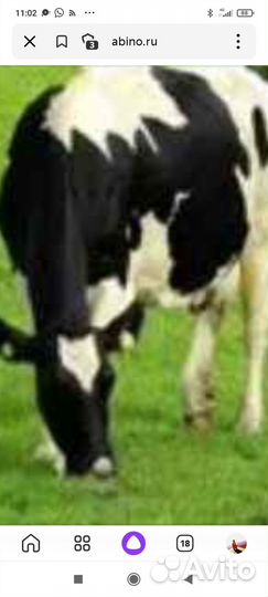 Домашние животные