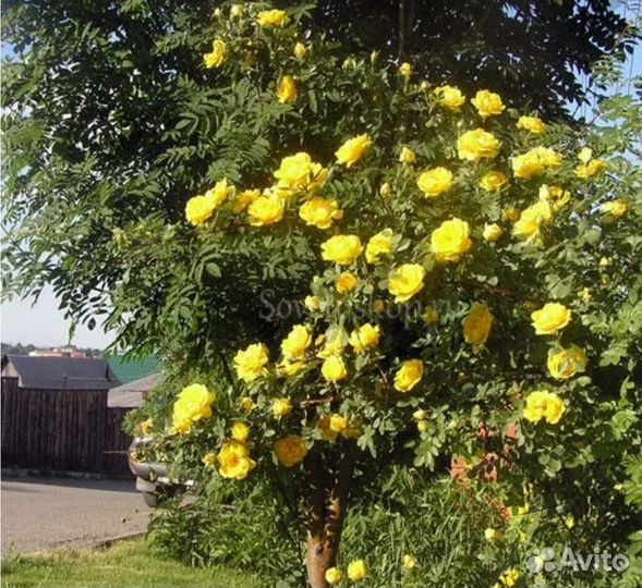 Роза жёлтая