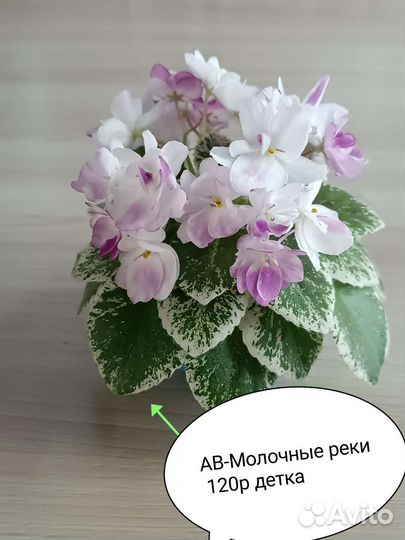 Детки сортовых фиалок