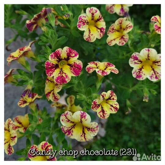 Калибрахоа